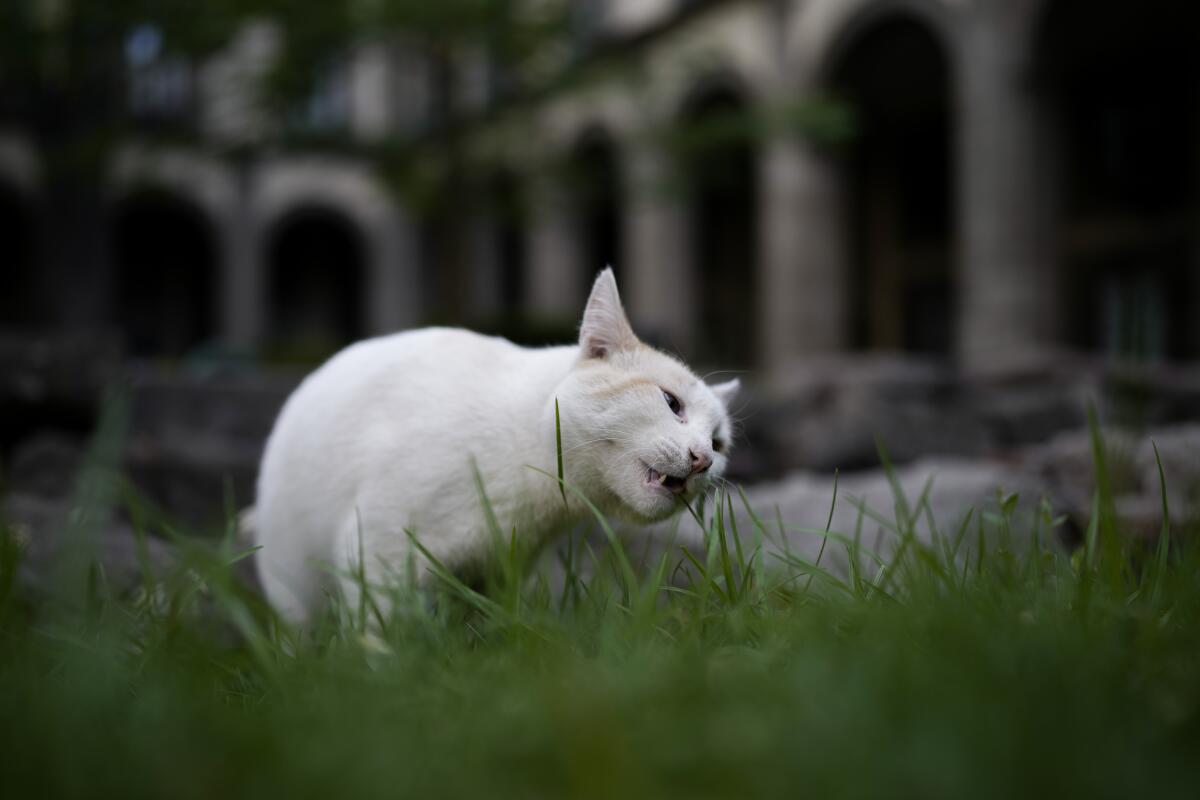 A new declaration in Mexico gives 19 cats roaming the presidential